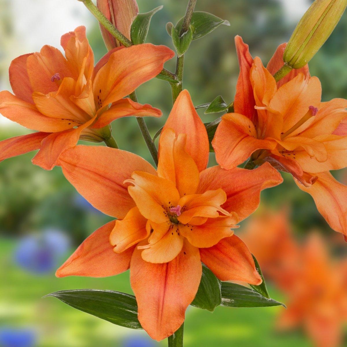 Lily Twin Flame Tropic - La Hybrid Double 14/16Leo Berbee Bulb Company